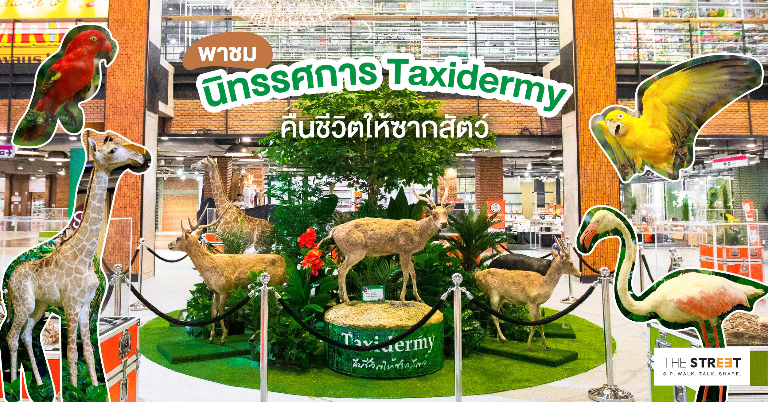 พาชมนิทรรศการ-taxidermy-คืนชีวิตให้ซากสัตว์